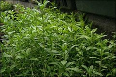 Homeobotanical herbs